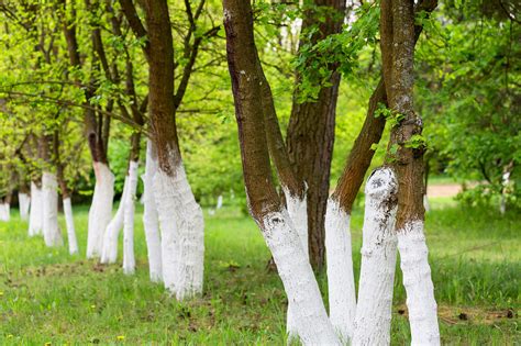 why are trees in china painted white